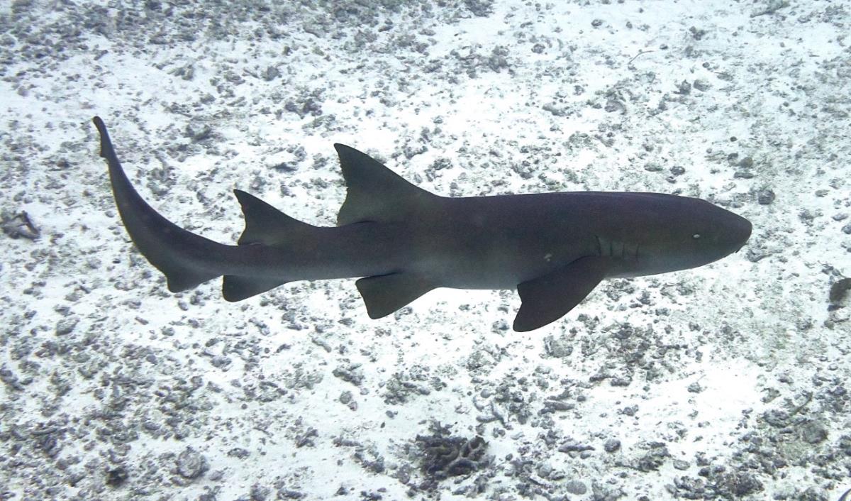 Nurse shark in Cozumel at Cedral